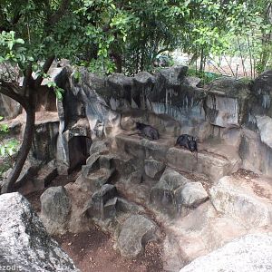 Mainland Serow Enclosure