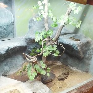 Example Snake Enclosure in the Reptile House