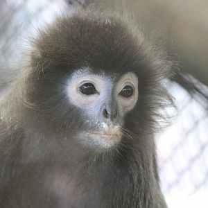 Phayre's Langur