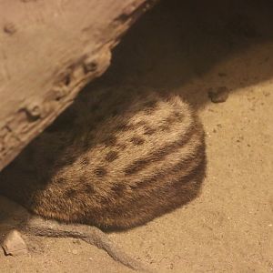 Small Indian Civet