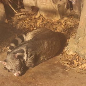 Large Indian Civet