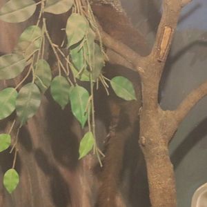 Indian Giant Flying Squirrel