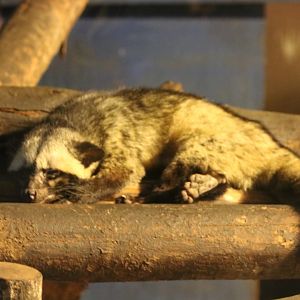 Common Palm Civet