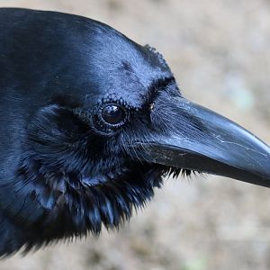 (wild) Large-billed Crow Portrait