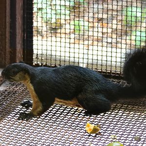 Black Giant Squirrel