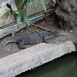(wild) Water Monitor
