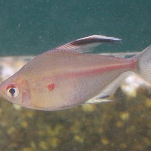 Hyphessobrycon rubrostigma