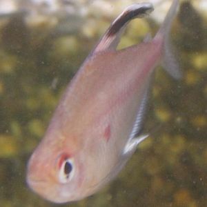 Hyphessobrycon rubrostigma