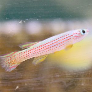 Aphyosemion striatum