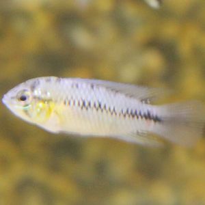 Apistogramma borellii