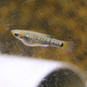 Jamaica tooth-carp - Limia meleanogaster