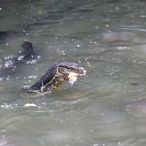 Wild Water Monitor Joining the Fish Feeding (with bread)