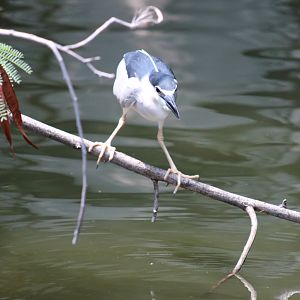 (wild) Black-crowned Night-heron