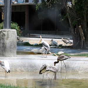 Storks in the Big Waterfowl Aviary
