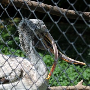 Pelican with Deformed Beak