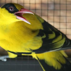 Black-naped Oriole