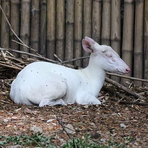Albino Common Muntjac