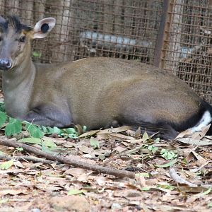 Fea's Muntjac