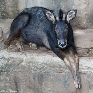 Mainland Serow