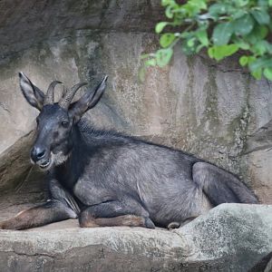 Mainland Serow