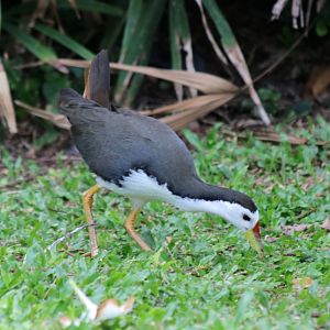 (wild) White-breasted Waterhen