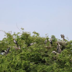 Wild Openbill Stork Colony