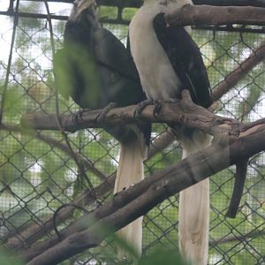 White-crowned Hornbill