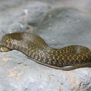 Yellow-spotted Keelback