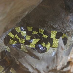 Banded Krait