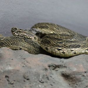 Siamese Russell's Viper