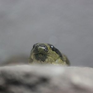 Puff-faced Water-snake