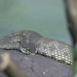 Mangrove Pit-viper