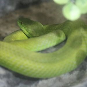 White-lipped Pit-viper