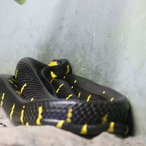Mangrove Snake