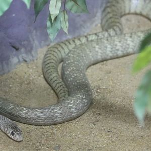 Oriental Rat Snake