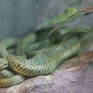 Golden Tree Snake (Flying Snake)