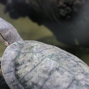 Hilaire's Side-necked Turtle