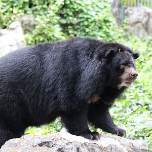 Asiatic Black Bear