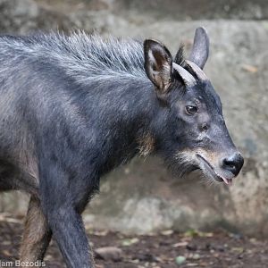 Mainland Serow