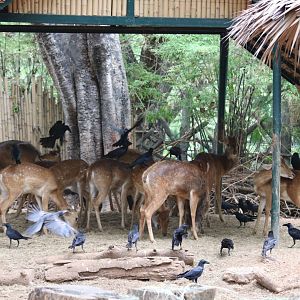 Siamese Eld's Deer