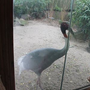 Viewing-window Sarus crane-enclosure