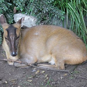 Muntjac