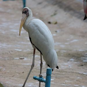 Milky Stork