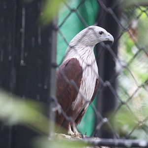Brahminy Kite