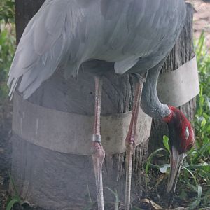 Sharpe's Sarus Crane