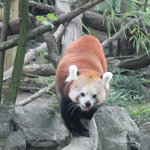 Red panda