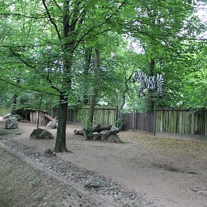 Enclosure African hunting dog