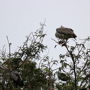 (wild) Spot-billed Pelicans in the Stork Colony
