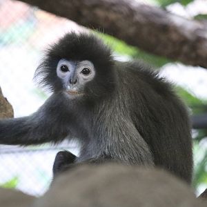 Phayre's Langur