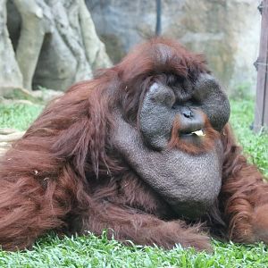 Orangutan